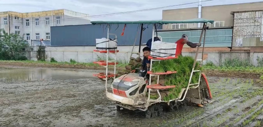 江苏靖江雷沃小8行杂交水稻作业中，效果效率都相当好